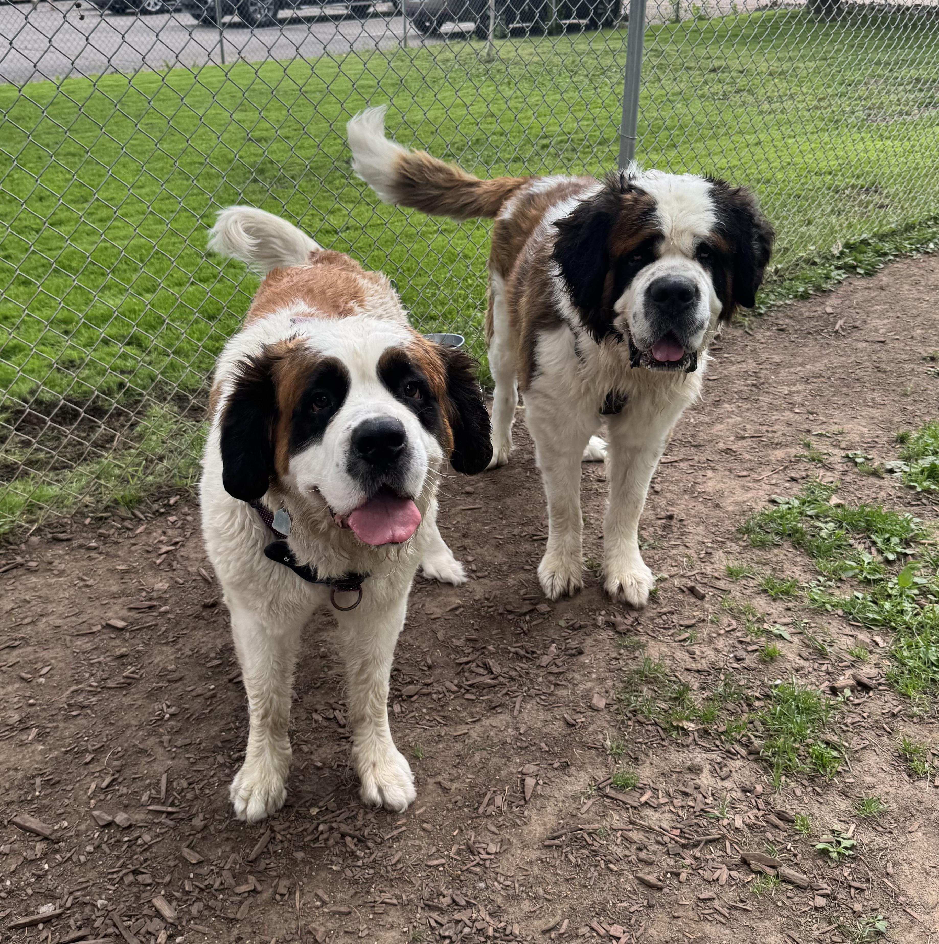 Bugs & Lola, ADOPTABLE, Adult Female Saint Bernard.