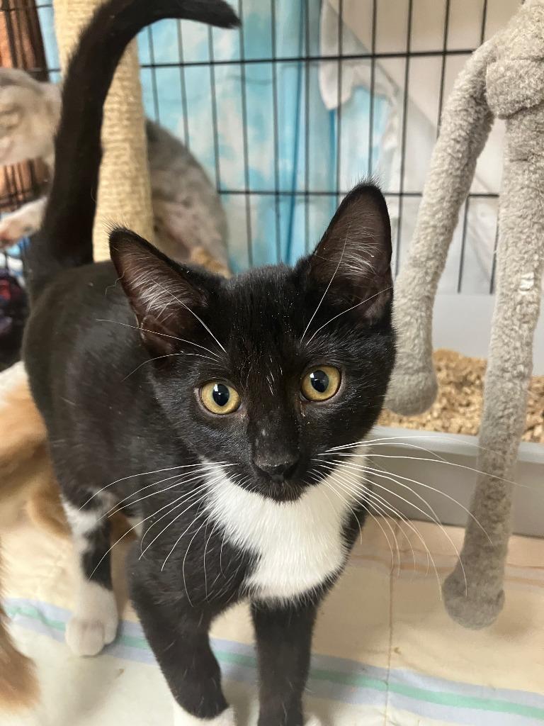 Alyssa. Daisy 3, Adoptable, Kitten Female Domestic Short Hair.