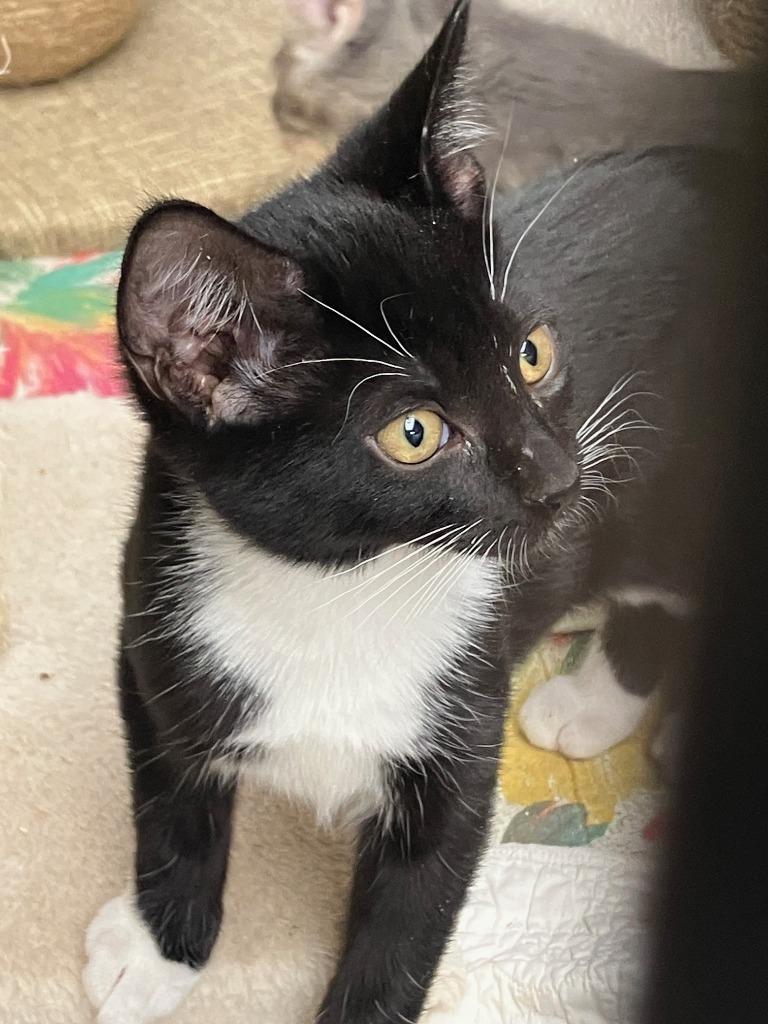 Enlarge Alyssa.  Daisy 3, a Adoptable mixed breed in Lunenburg, MA image 2/2