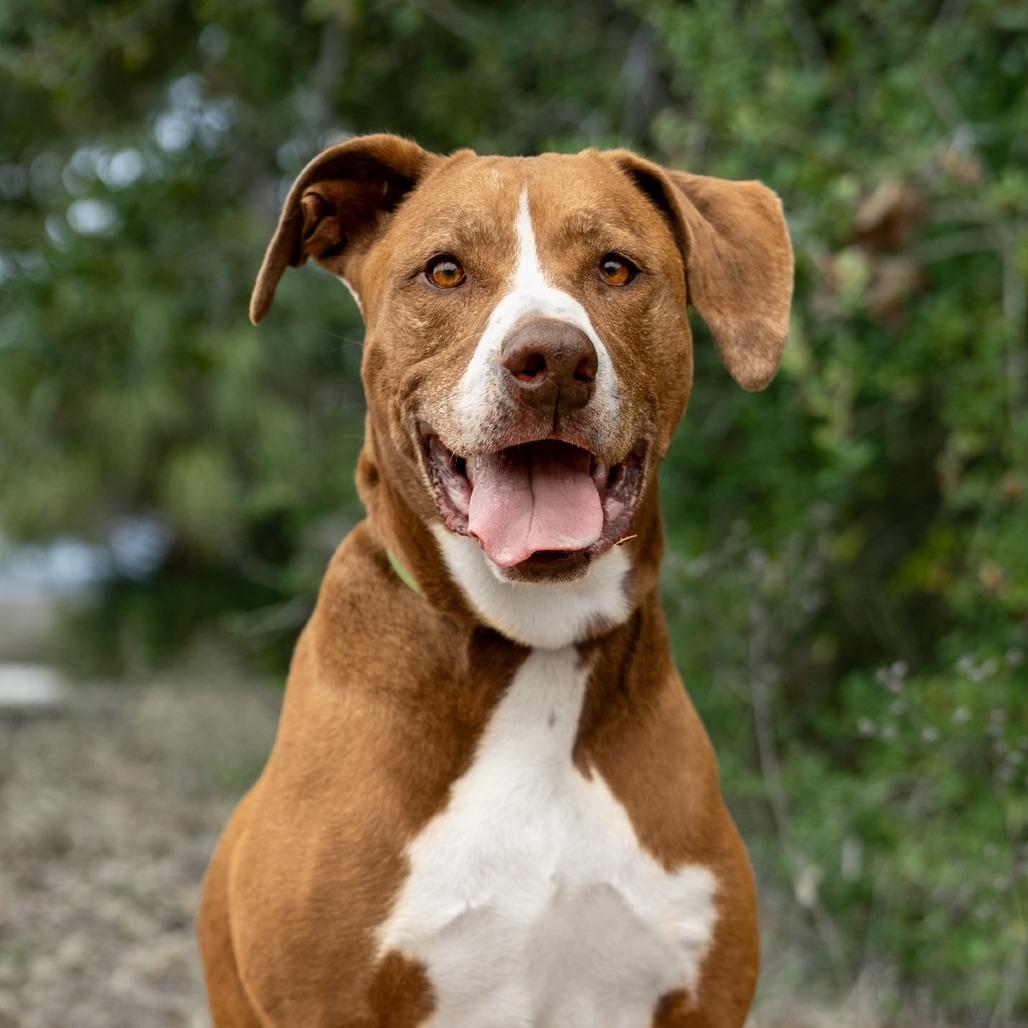 Enlarge Kahlua (aka Coco), a Adoptable mixed breed in Jacksonville, FL image 3/6