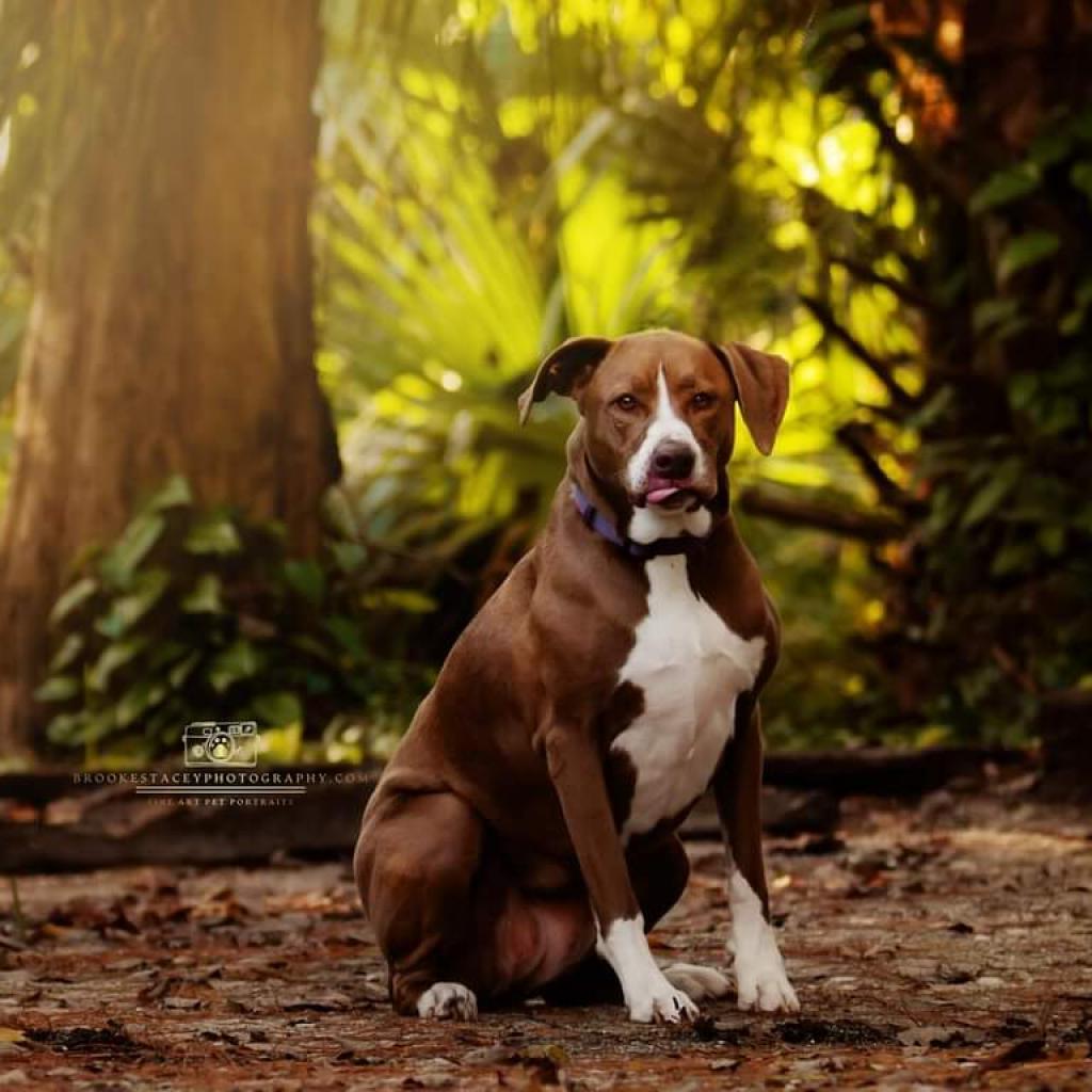 Kahlua (aka Coco), a Adoptable mixed breed in Jacksonville, FL image 3/6