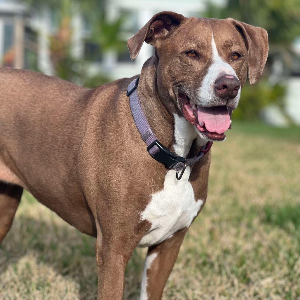 Kahlua (aka Coco), a Adoptable mixed breed in Jacksonville, FL image 4/6