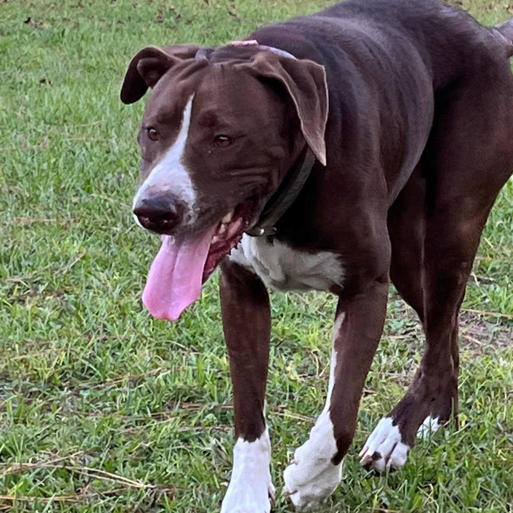 Kahlua (aka Coco), a Adoptable mixed breed in Jacksonville, FL image 5/6