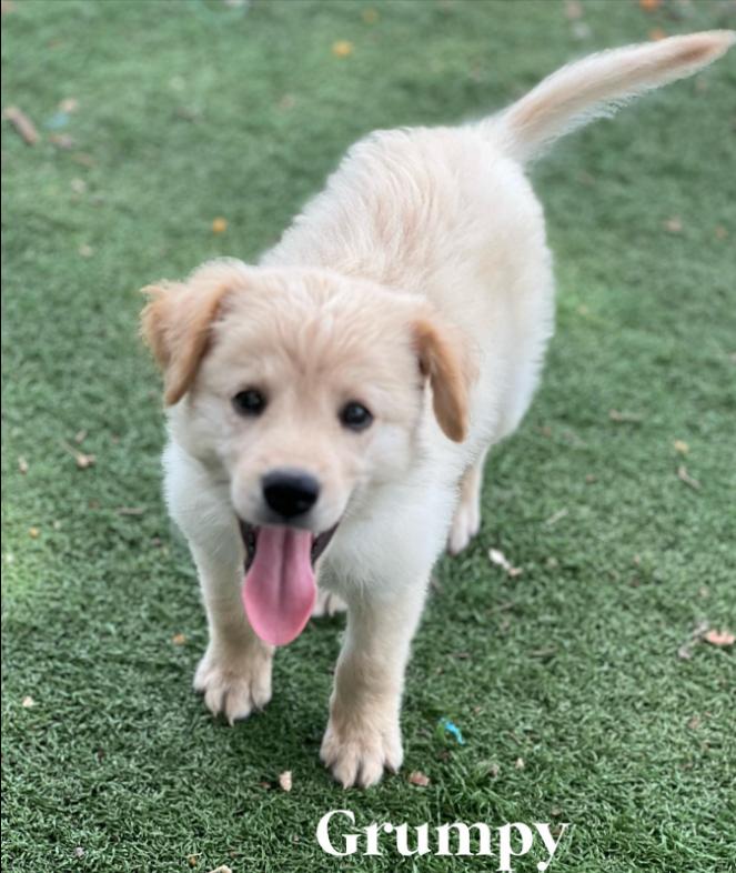 Grumpy, Adopted, Young Female Australian Shepherd & Labradoodle.