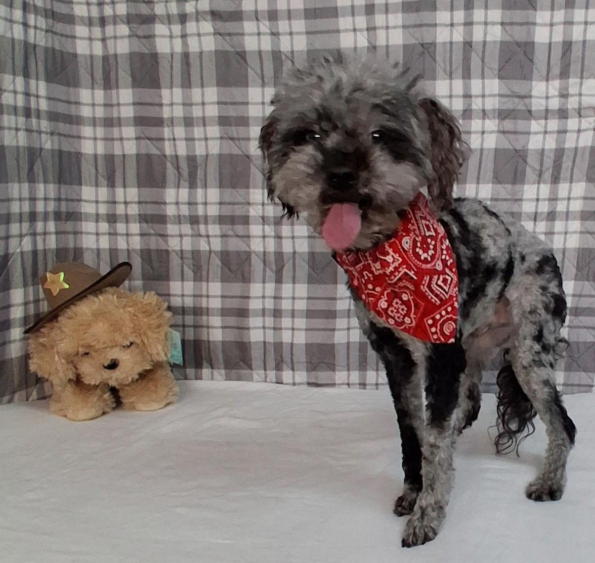 Hank, adopted, Adult Male Poodle (Toy) & Mixed Breed.