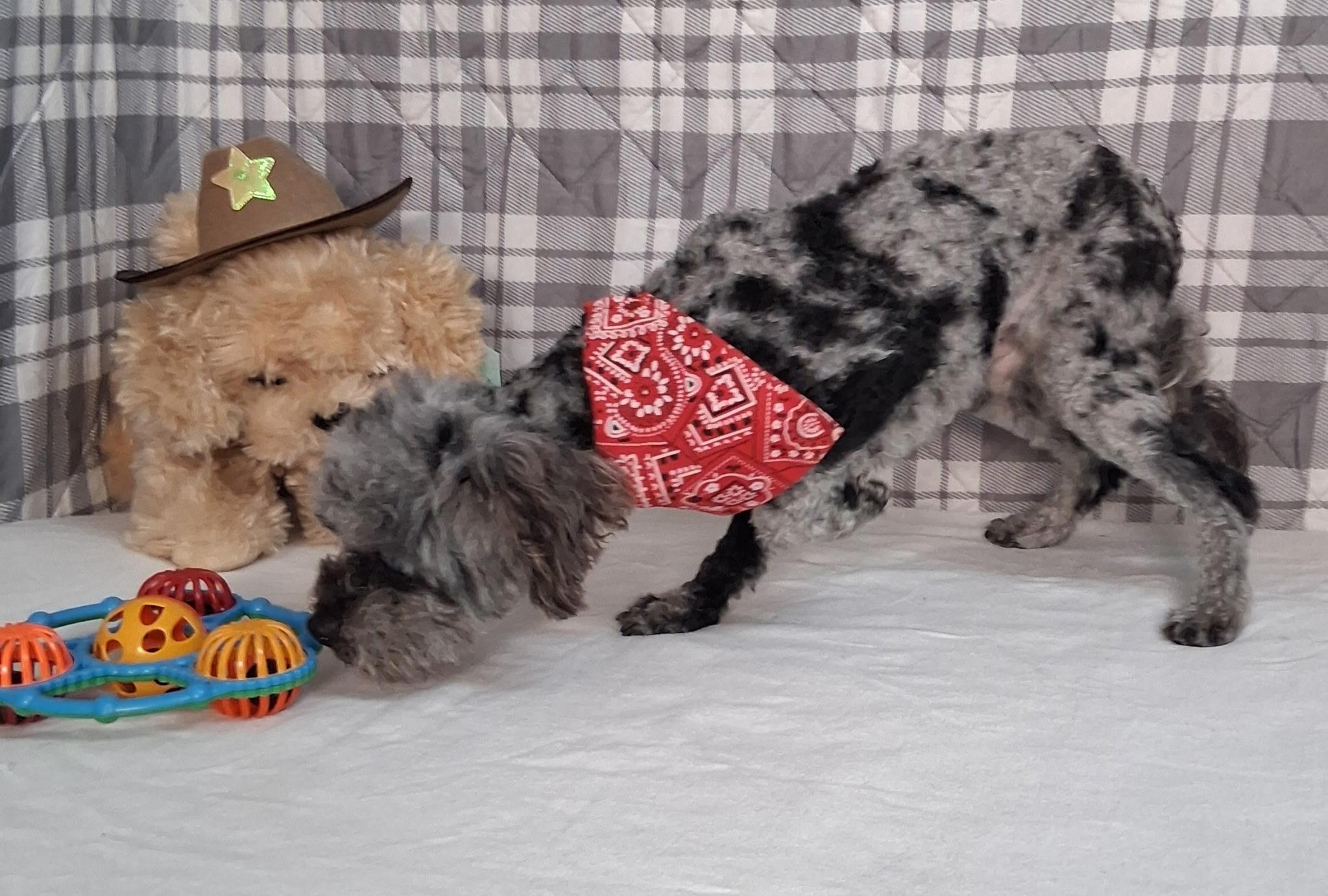 Enlarge Hank, an adopted mixed breed in Medfield, MA image 2/3