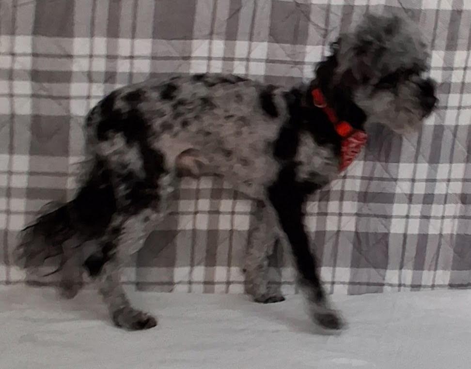 Enlarge Hank, an adopted mixed breed in Medfield, MA image 3/3