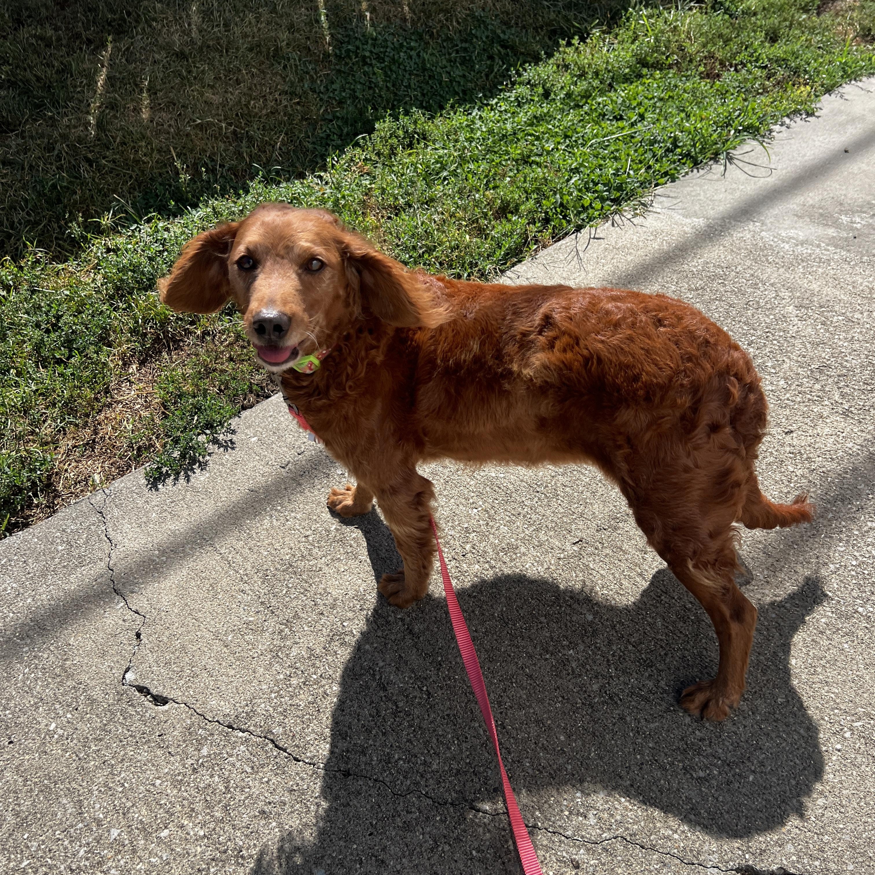 Enlarge Penny, a Adoptable mixed breed in Lexington, KY image 2/3