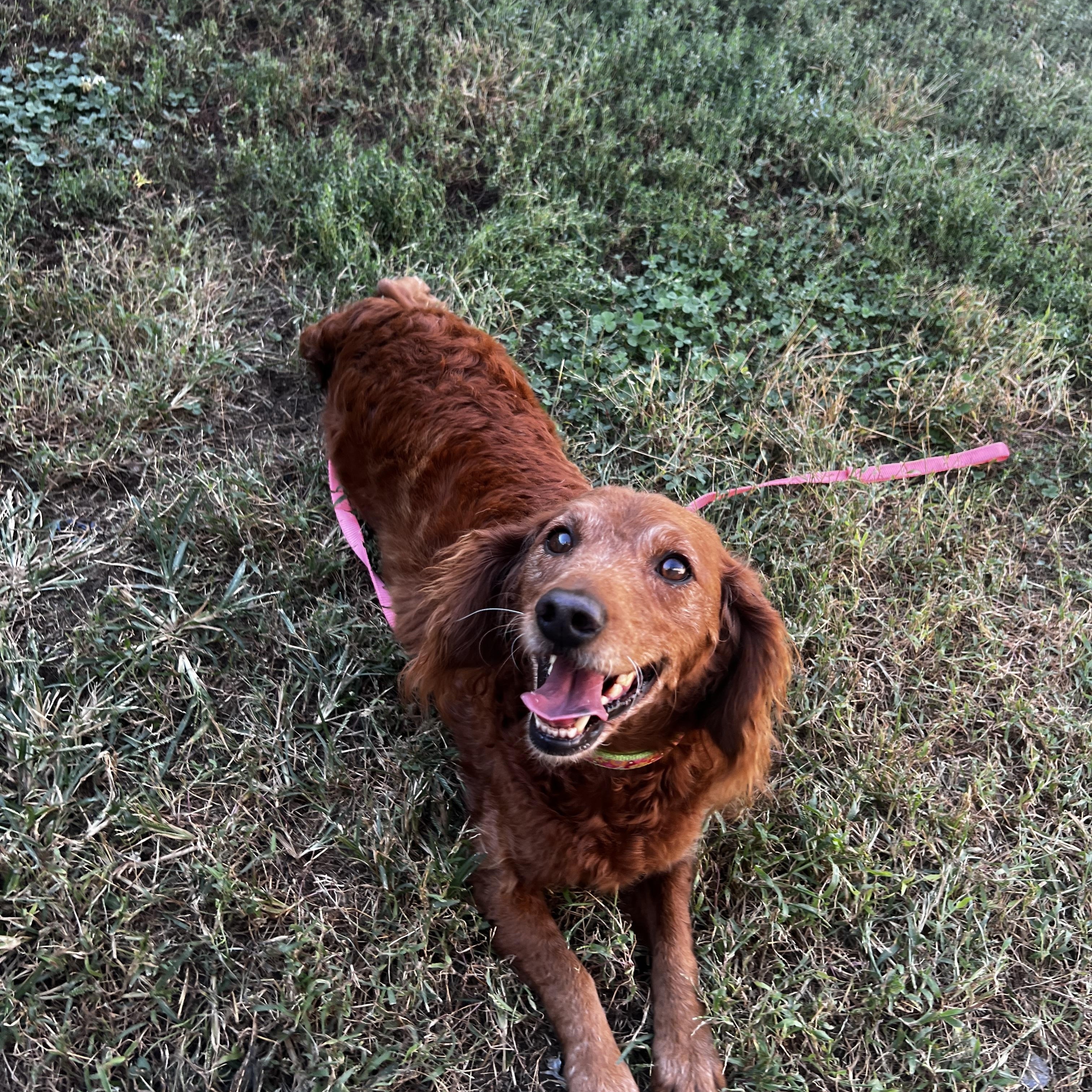 Enlarge Penny, a Adoptable mixed breed in Lexington, KY image 1/3