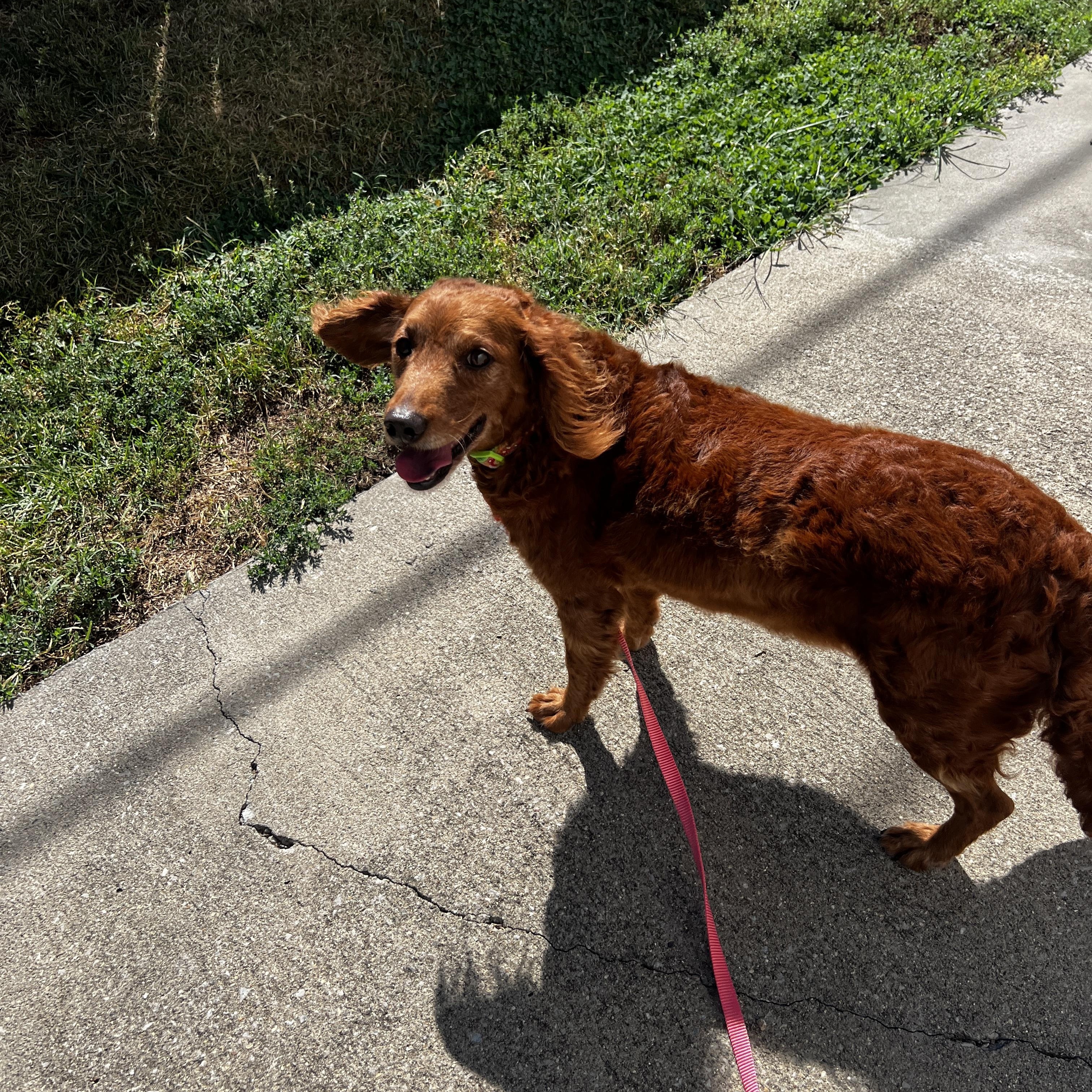 Enlarge Penny, a Adoptable mixed breed in Lexington, KY image 3/3