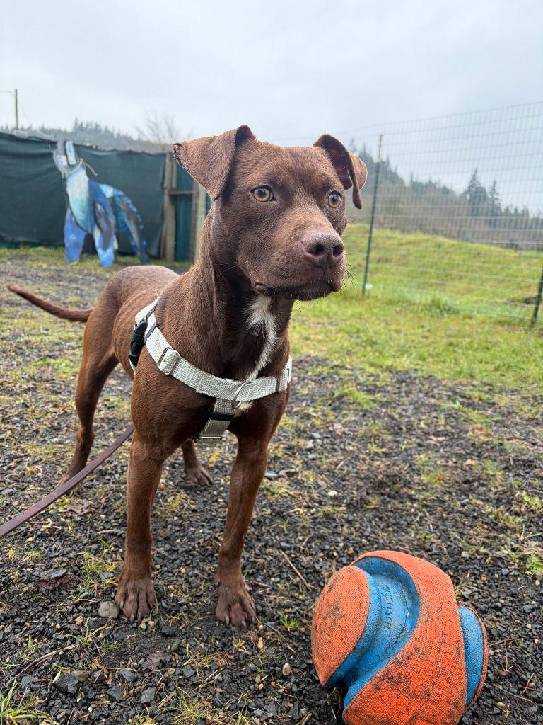 Enlarge Kronk, a Adoptable Terrier in St. Helens, OR image 1/1