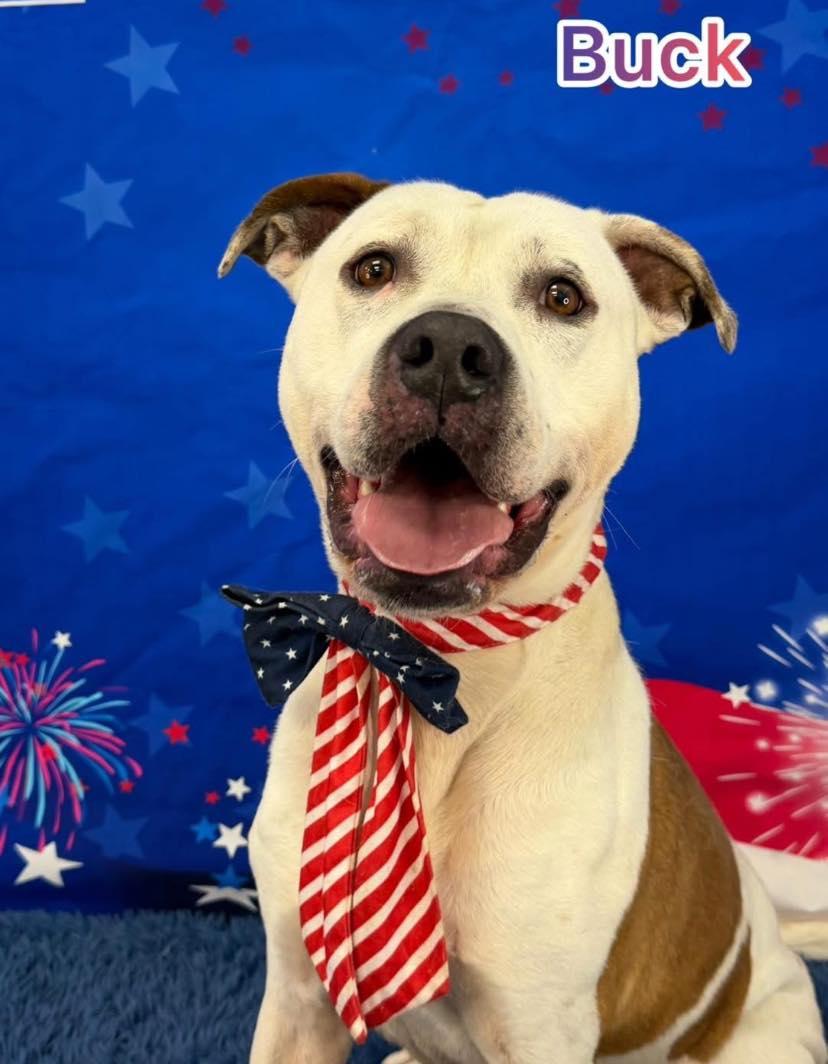 Buck, ADOPTABLE, Adult Male Mixed Breed.