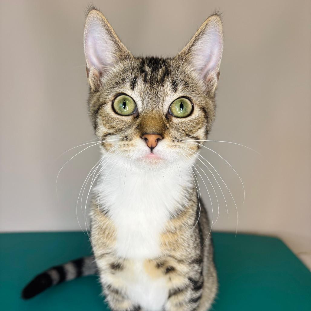 Keith Partridge, Adoptable, Young Male Domestic Short Hair.