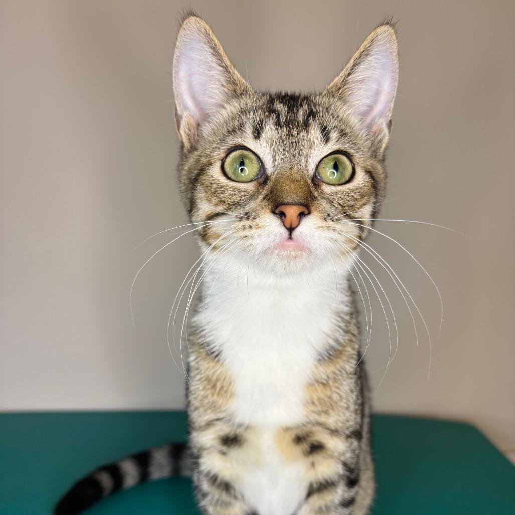 Enlarge Keith Partridge, a Adoptable Domestic Short Hair in Woodbury, NJ image 2/5
