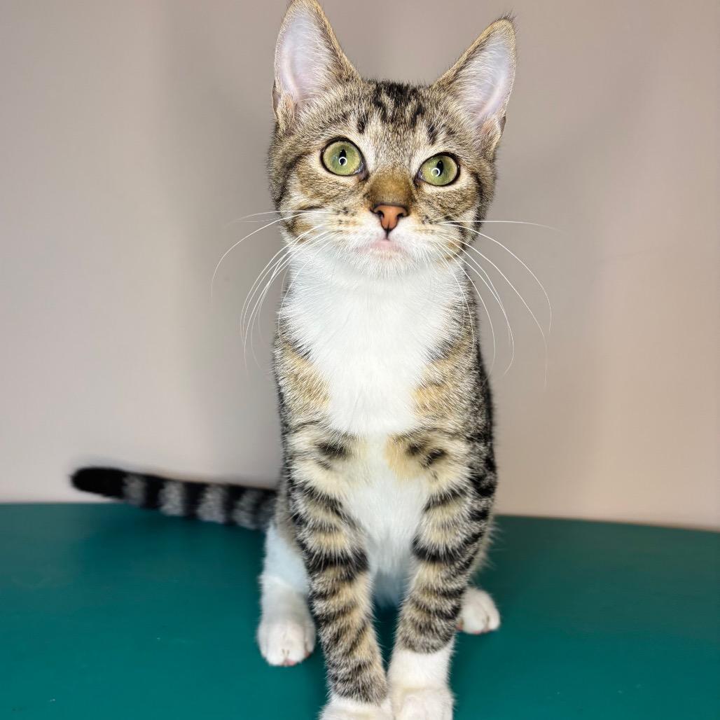 Enlarge Keith Partridge, a Adoptable Domestic Short Hair in Woodbury, NJ image 3/5