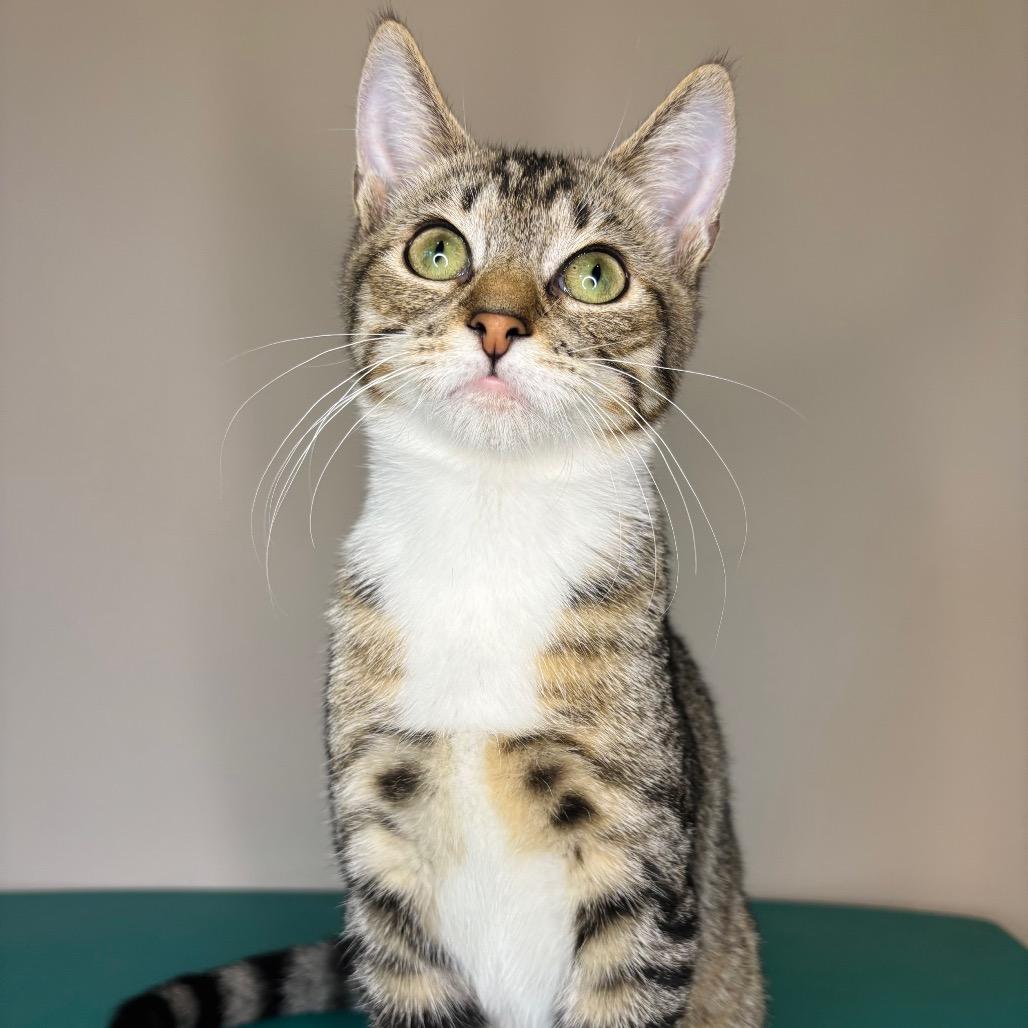 Enlarge Keith Partridge, a Adoptable Domestic Short Hair in Woodbury, NJ image 4/5