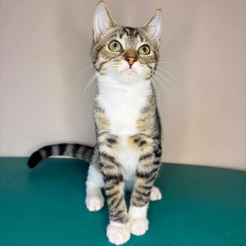 Enlarge Keith Partridge, a Adoptable Domestic Short Hair in Woodbury, NJ image 5/5