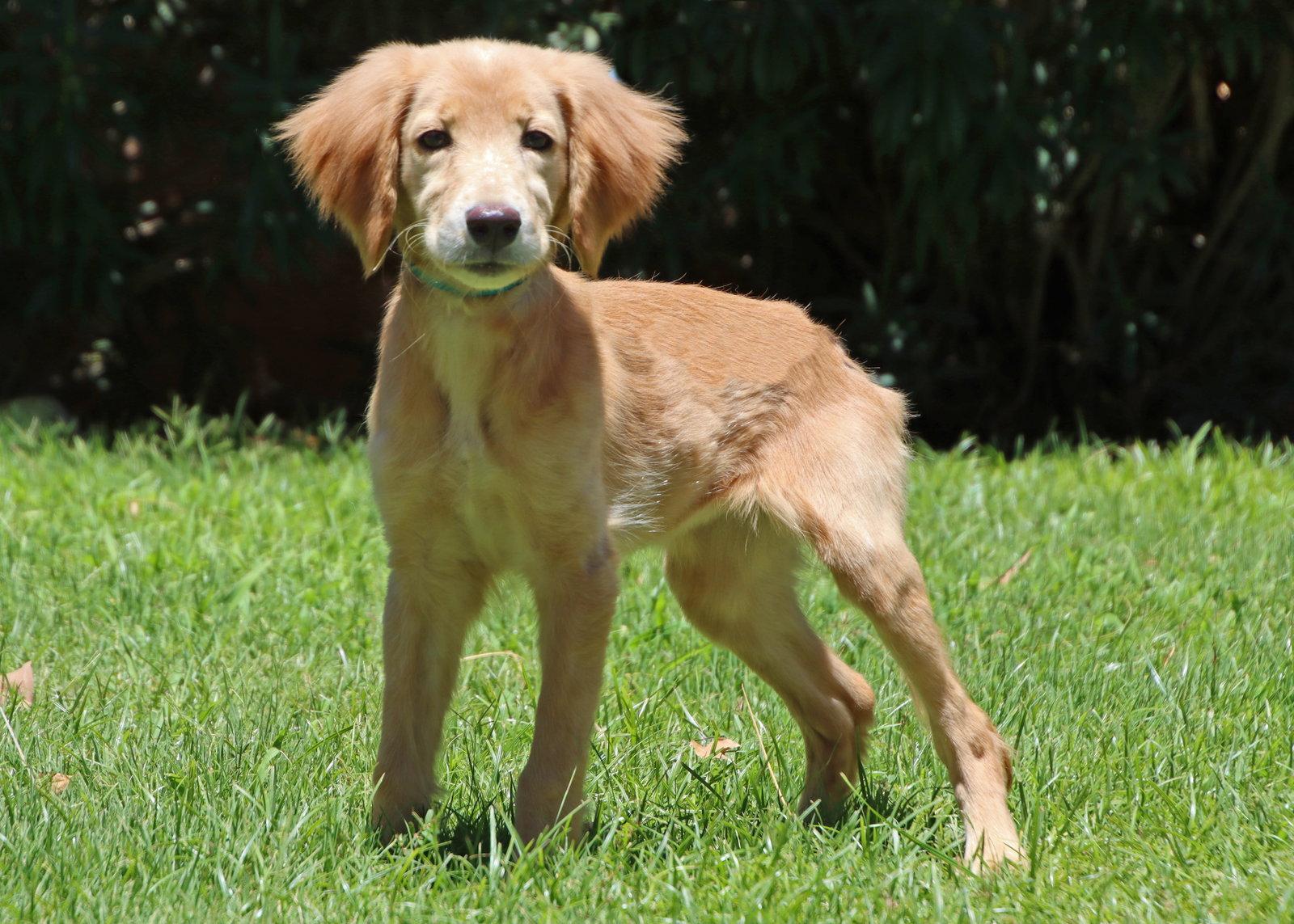 Buffy, Adoptable, Young Female Golden Retriever.
