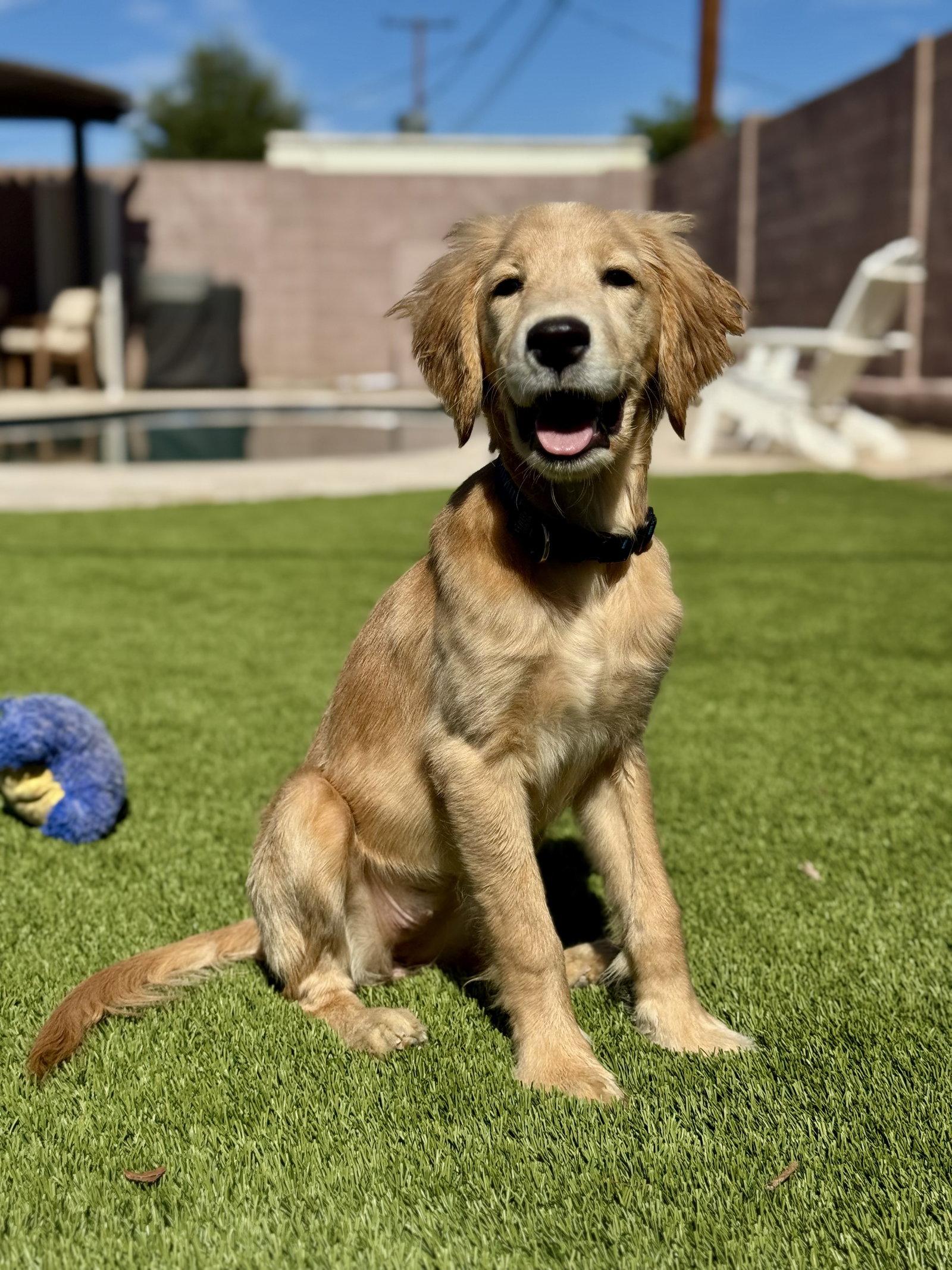 Buffy, a Adoptable Golden Retriever in Glendale, AZ image 2/3