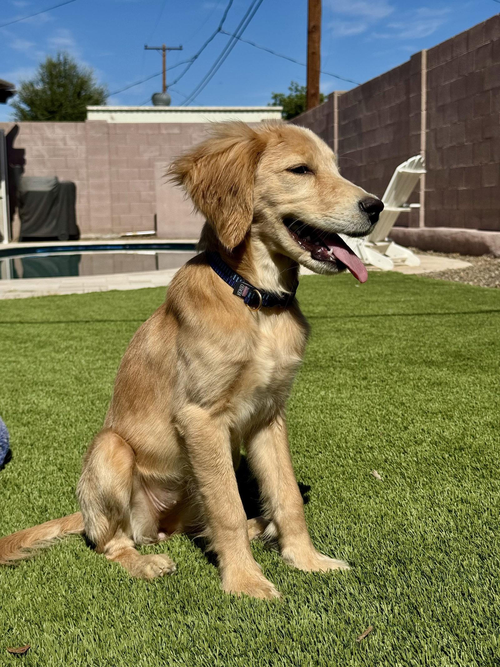 Buffy, a Adoptable Golden Retriever in Glendale, AZ image 3/3
