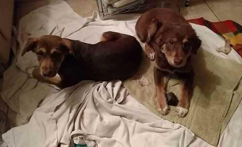 Carolina, Adopted, Young Female Australian Shepherd & German Shepherd Dog.