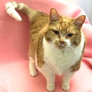 Posey, Adoptable, Senior Female Domestic Short Hair.