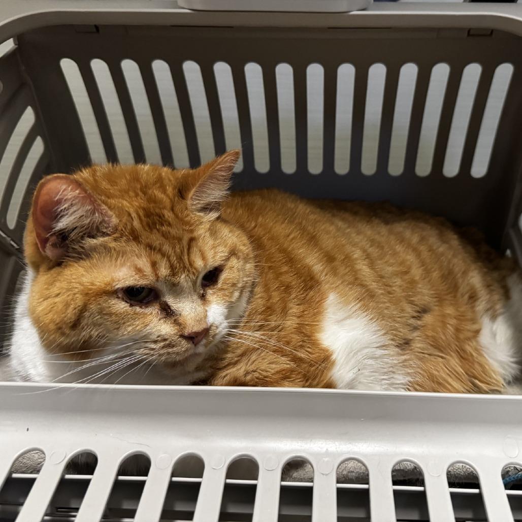 Enlarge Posey, a Adoptable Domestic Short Hair in Novelty, OH image 2/6