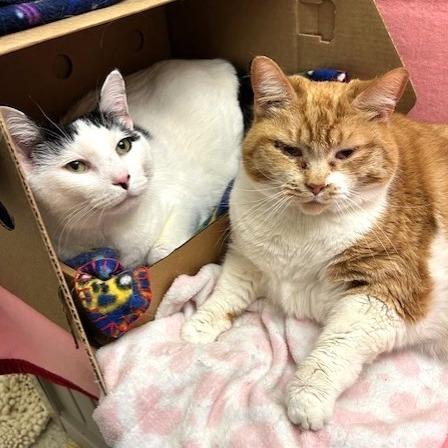 Enlarge Posey, a Adoptable Domestic Short Hair in Novelty, OH image 3/6