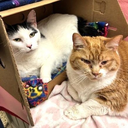 Enlarge Posey, a Adoptable Domestic Short Hair in Novelty, OH image 4/6