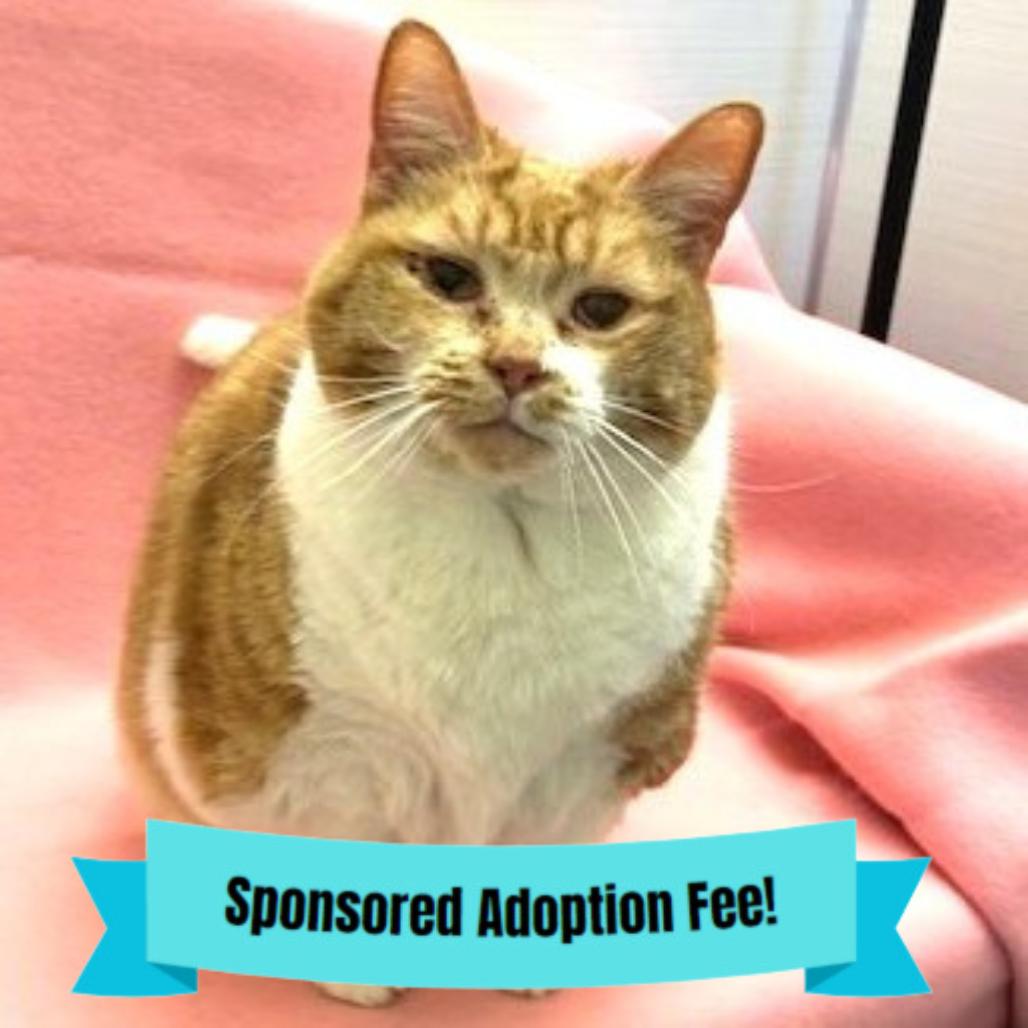 Enlarge Posey, a Adoptable Domestic Short Hair in Novelty, OH image 5/6