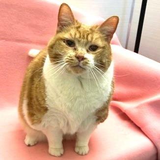 Enlarge Posey, a Adoptable Domestic Short Hair in Novelty, OH image 6/6