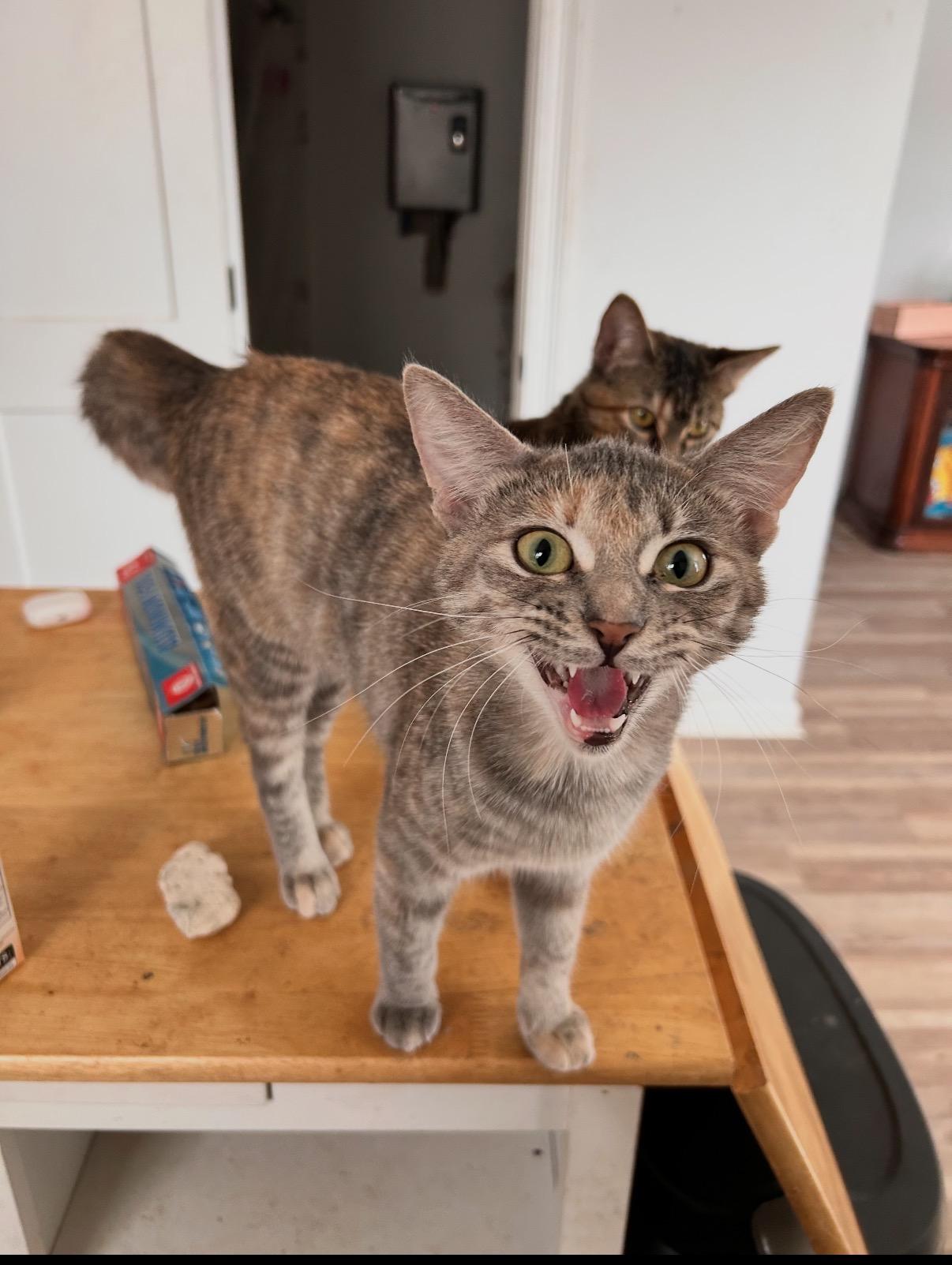 Mozie & Ozzie—2 Sisters, Adoptable, Young Female Tabby.