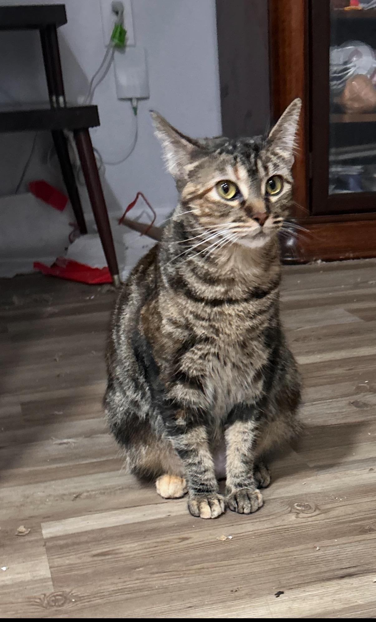 Enlarge Mozie & Ozzie—2 Sisters, a Adoptable mixed breed in New Orleans, LA image 4/6
