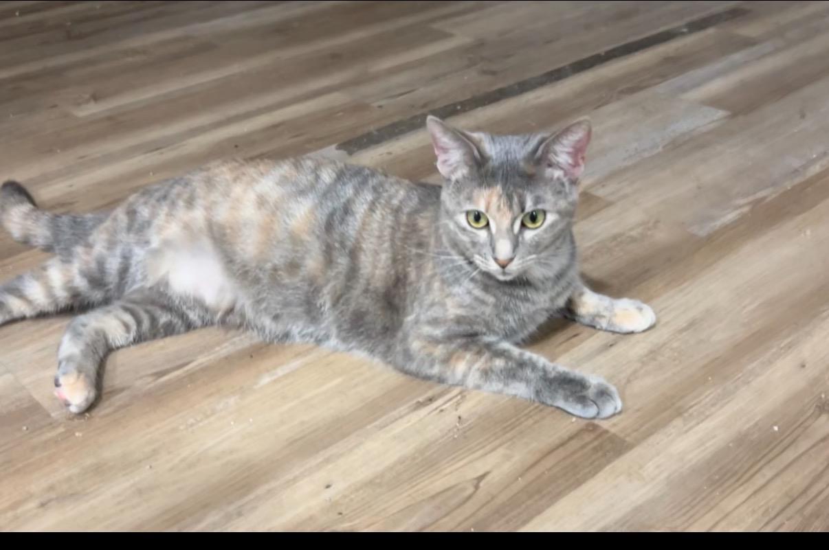 Enlarge Mozie & Ozzie—2 Sisters, a Adoptable mixed breed in New Orleans, LA image 6/6