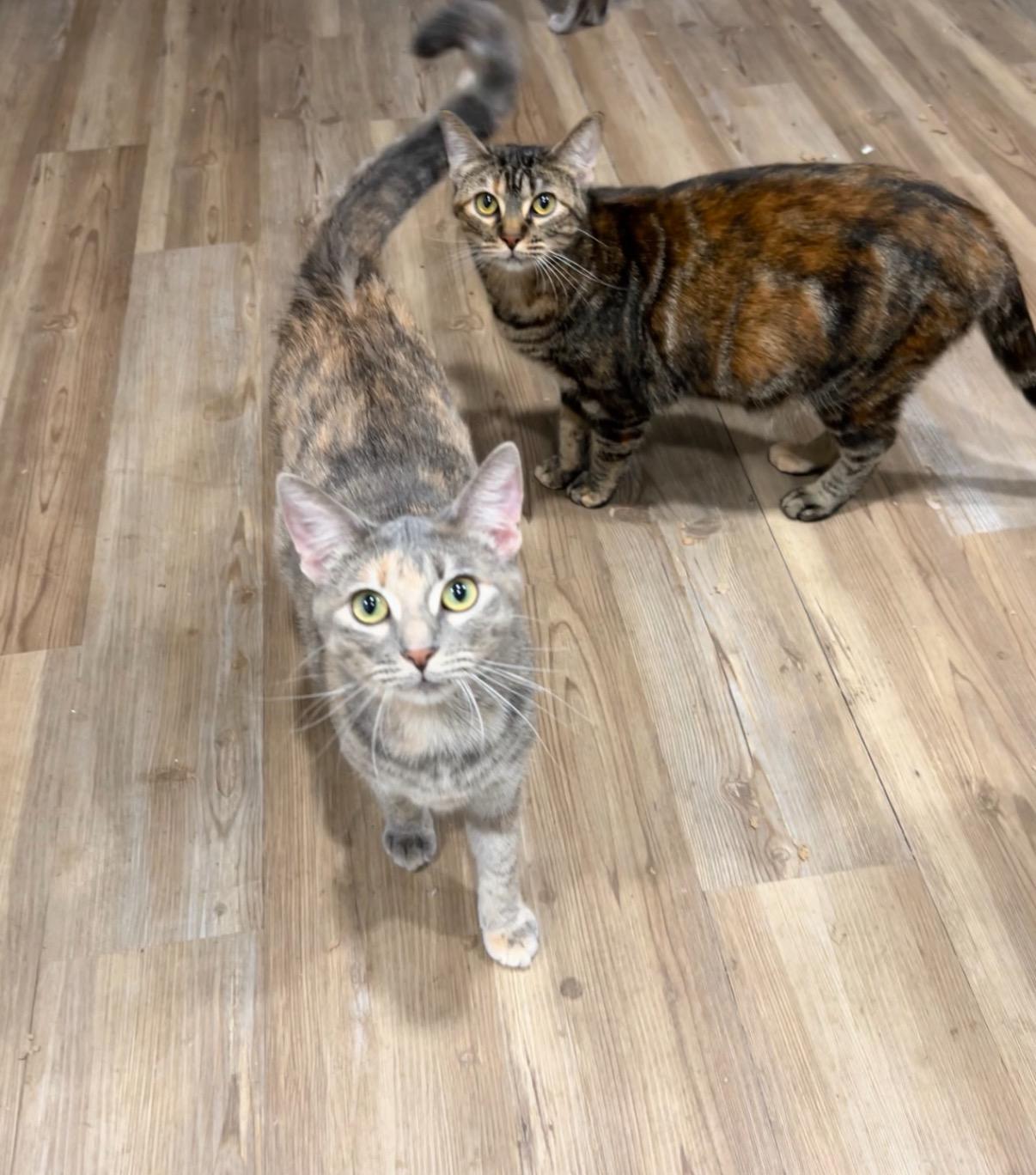 Enlarge Mozie & Ozzie—2 Sisters, a Adoptable mixed breed in New Orleans, LA image 3/6