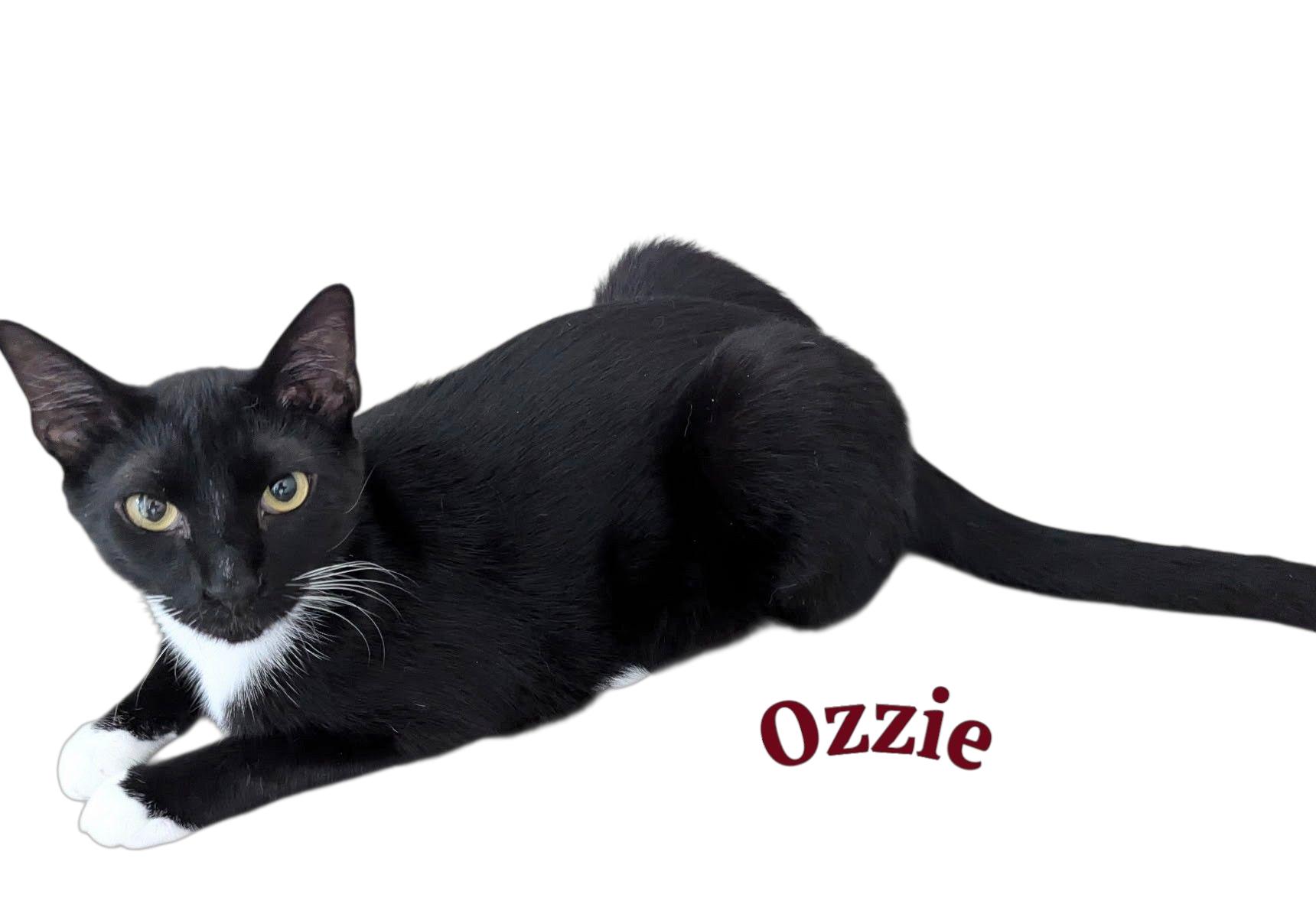 OZZIE