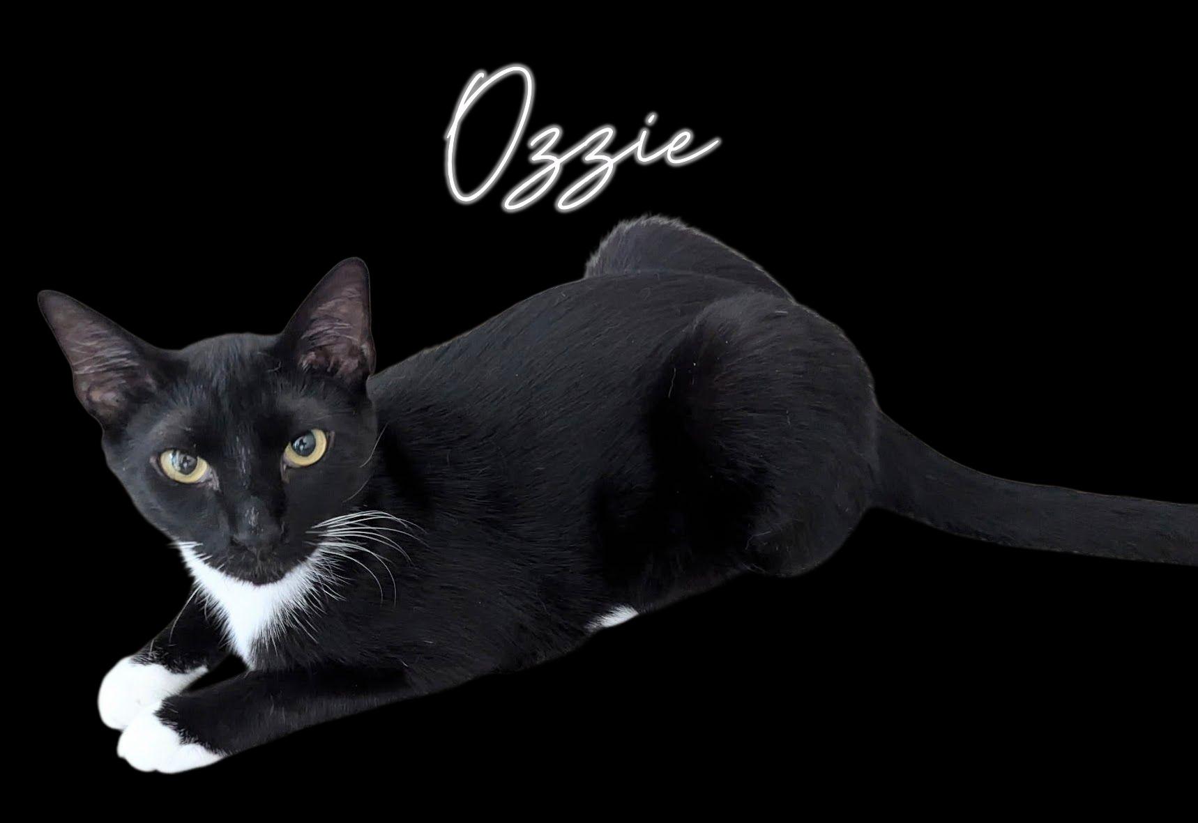 OZZIE, a Adoptable Domestic Short Hair in Fort Myers Beach, FL image 3/5