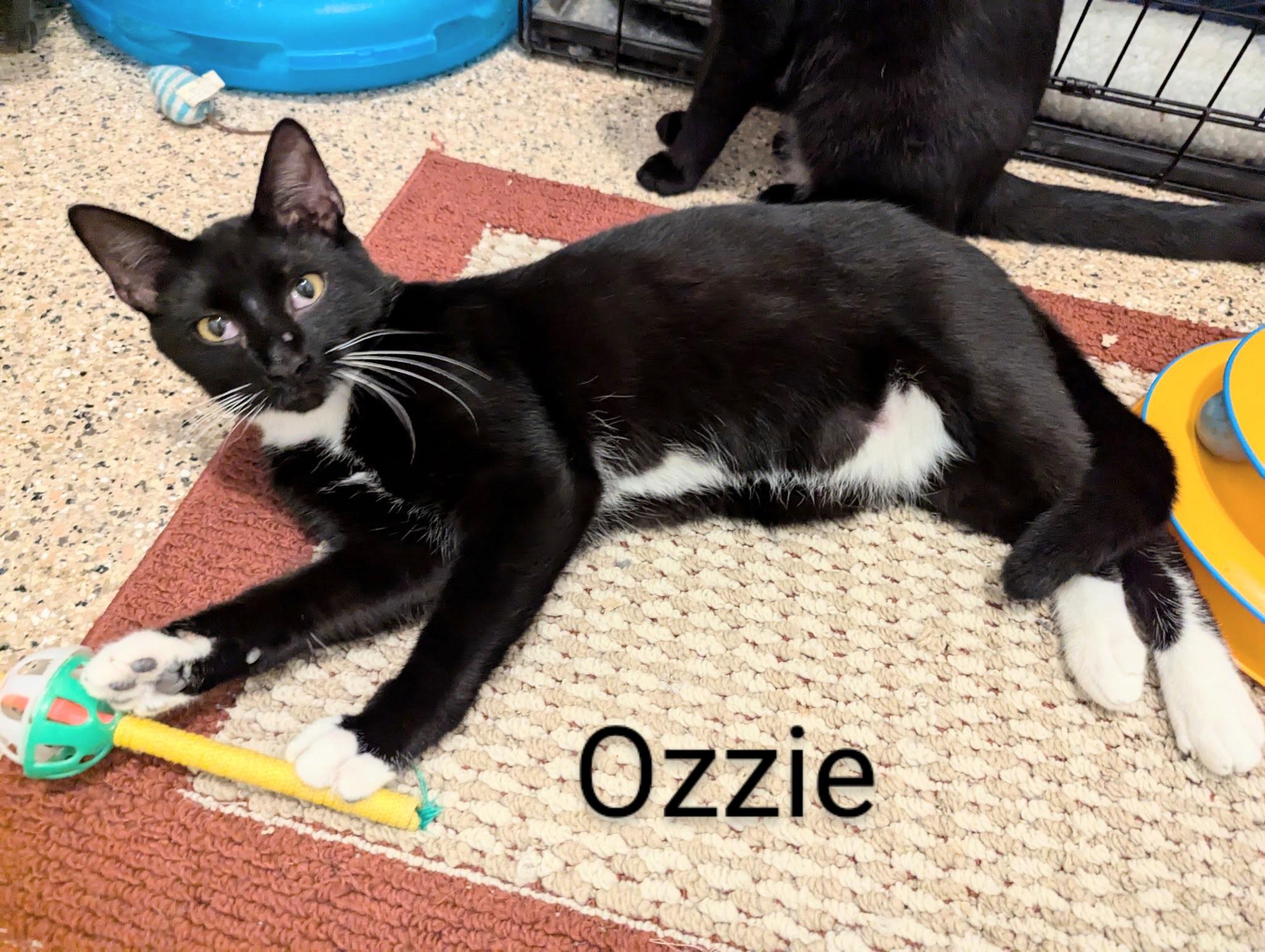 OZZIE, a Adoptable Domestic Short Hair in Fort Myers Beach, FL image 2/5