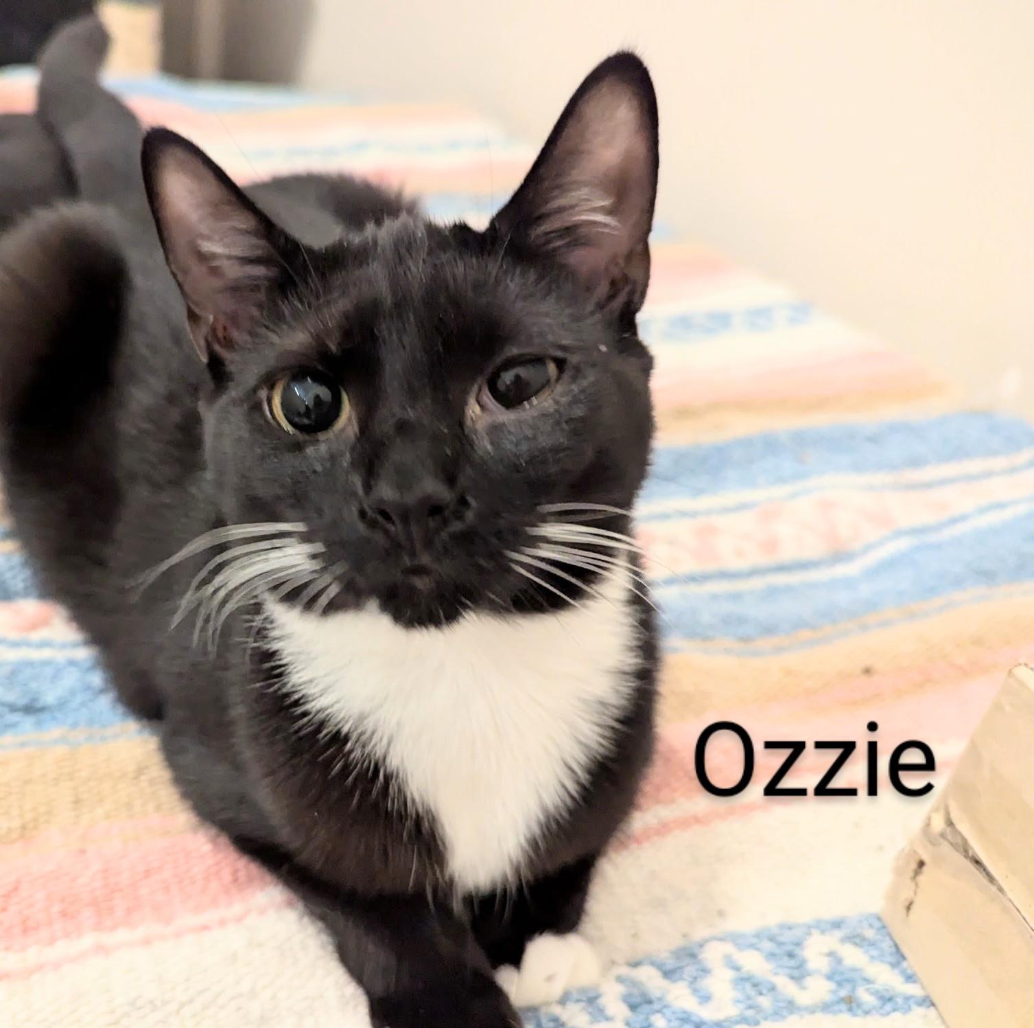 OZZIE