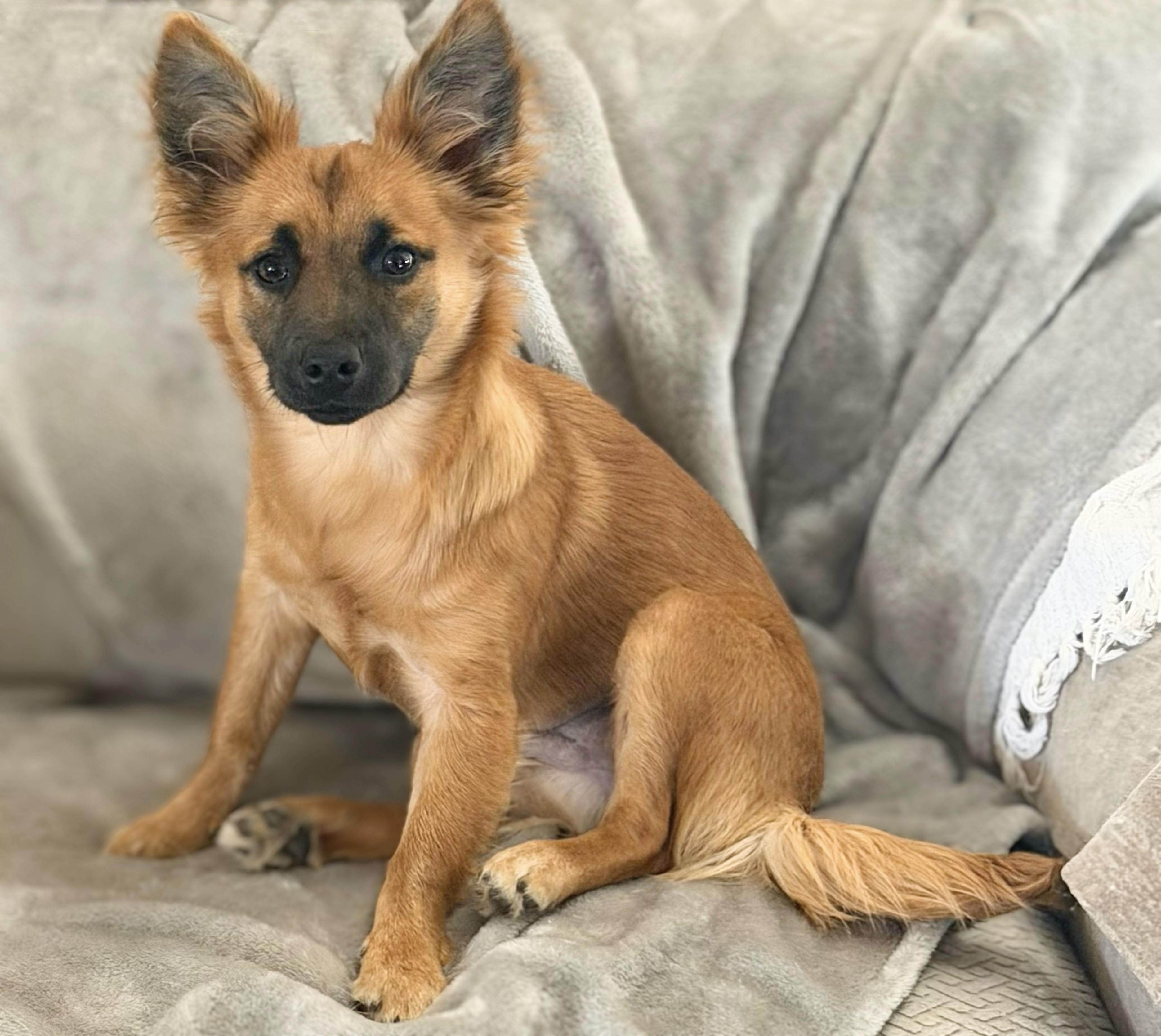 Pip, adopted, Puppy Female Chihuahua & Pomeranian.