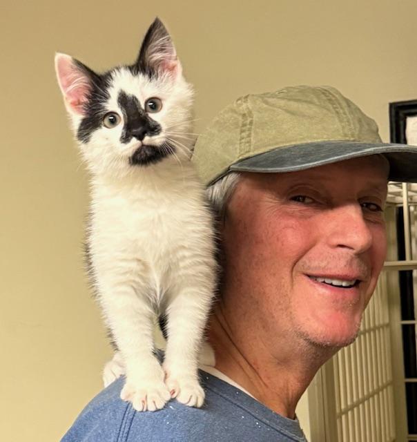 Enlarge Milo, an adopted Domestic Short Hair in Frederick, MD image 4/4