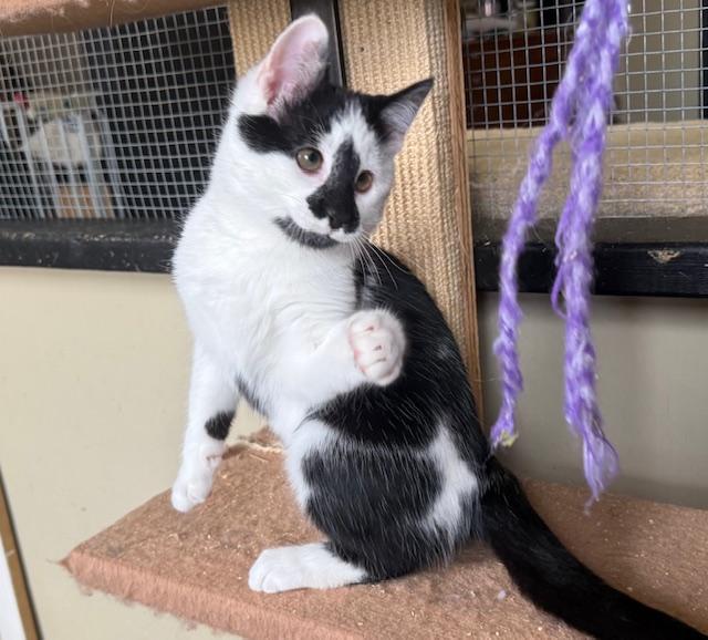 Enlarge Milo, an adopted Domestic Short Hair in Frederick, MD image 3/4