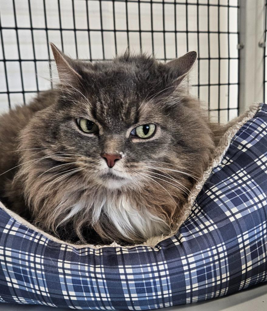 Stray gry/white, Adoptable, Adult Female Domestic Long Hair.
