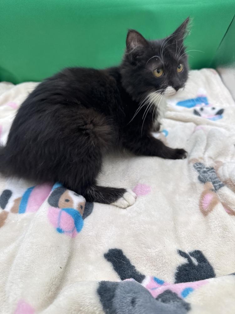 Enlarge Dottie, a Adoptable Domestic Long Hair in Gonzales, LA image 1/1