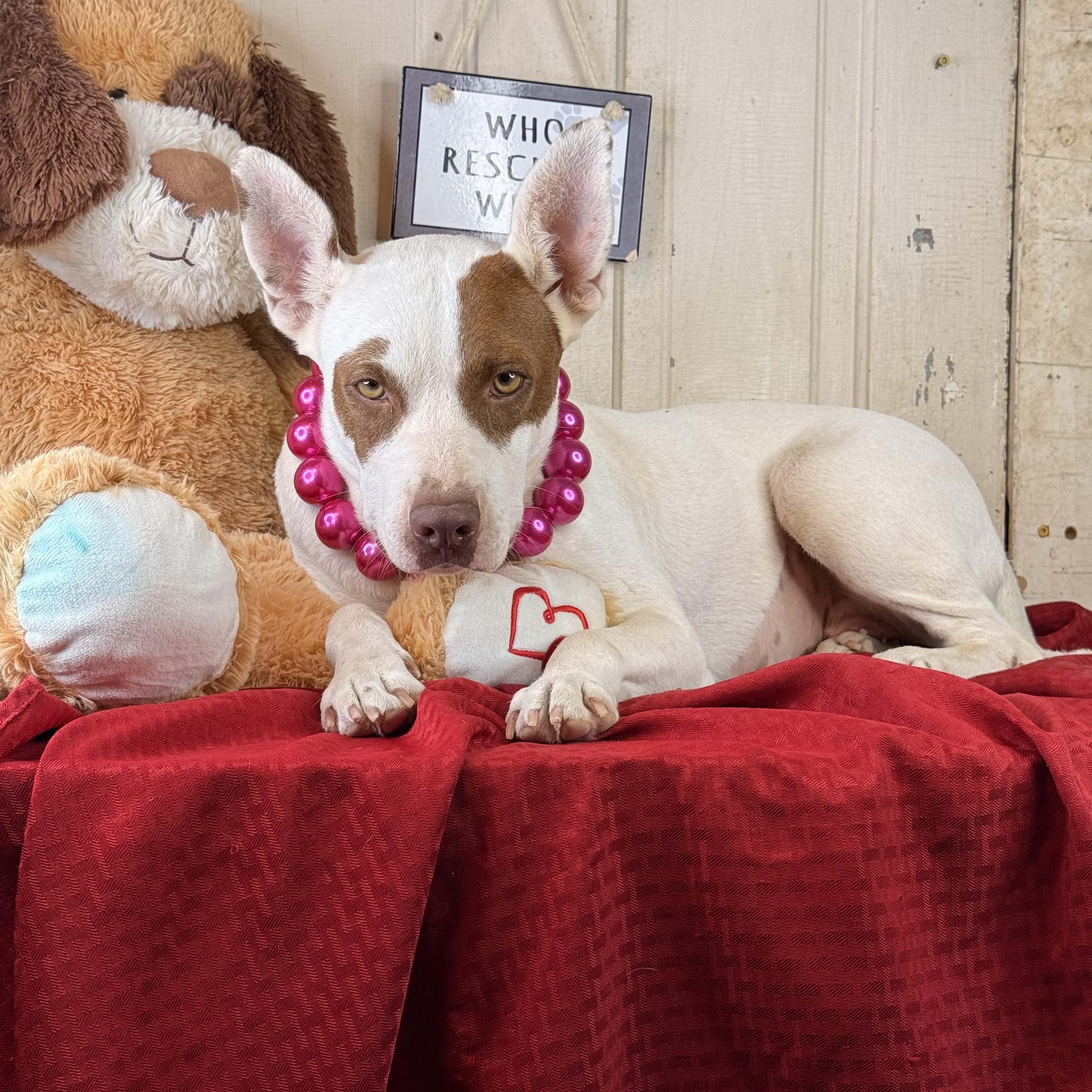 Kaylynn, Adoptable, Young Female Pit Bull Terrier.