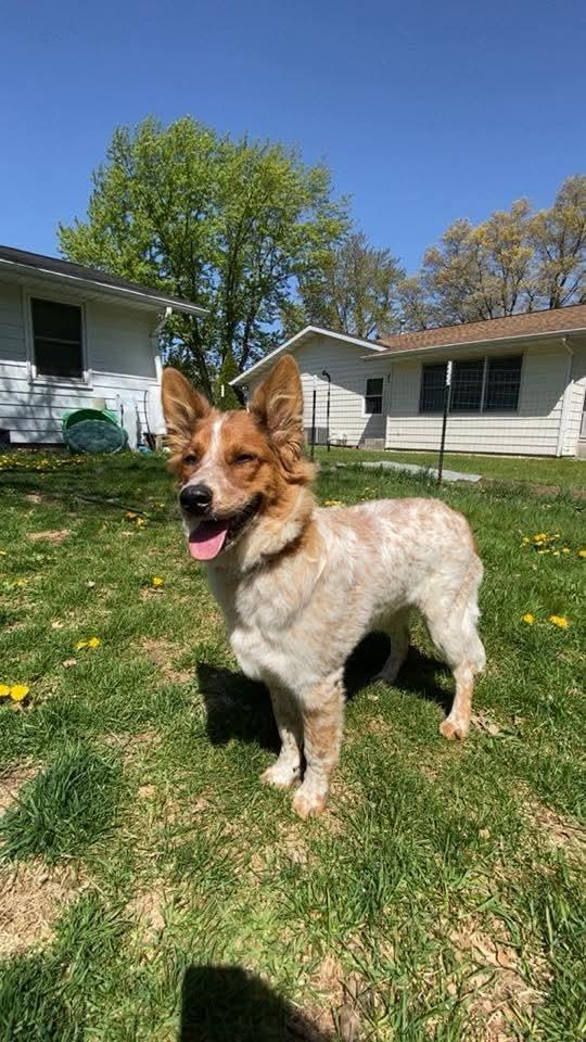 Auggie (Nickel), a Adoptable mixed breed in Wausau, WI image 1/6
