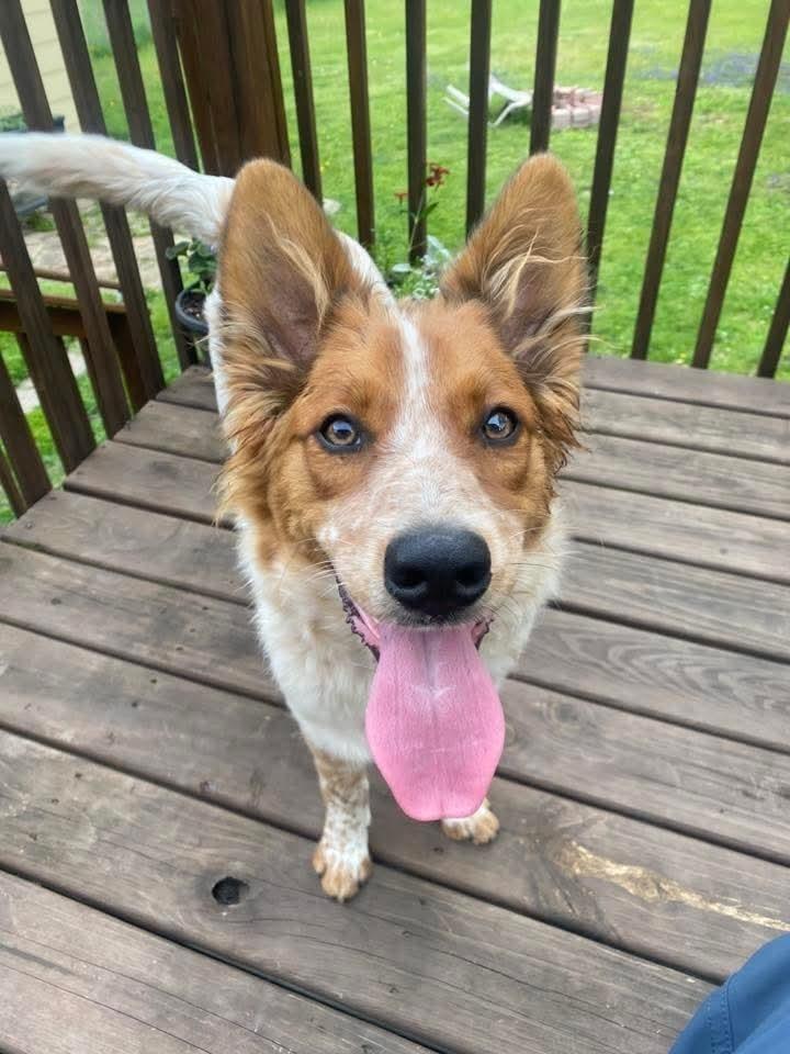 Auggie (Nickel), a Adoptable mixed breed in Wausau, WI image 2/6