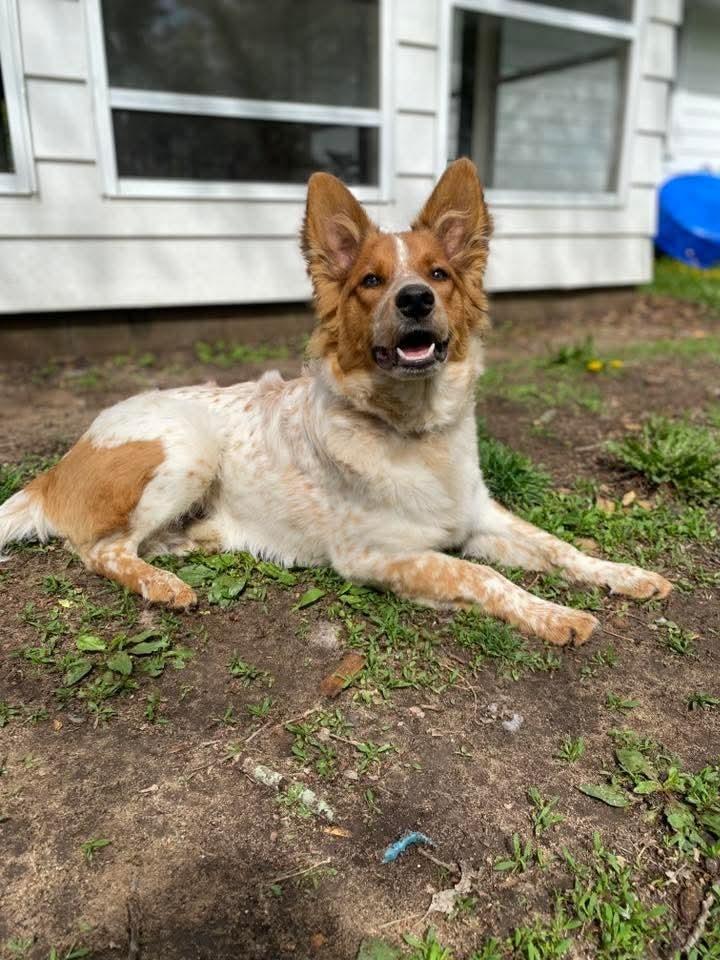 Auggie (Nickel), a Adoptable mixed breed in Wausau, WI image 3/6