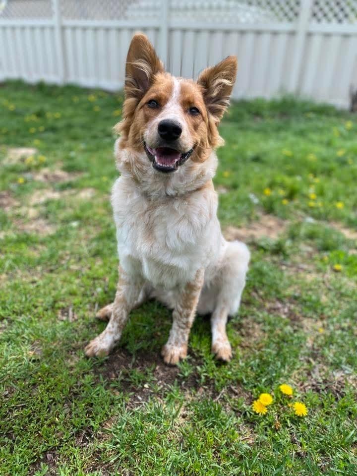Auggie (Nickel), Adoptable, Puppy Male Australian Cattle Dog / Blue Heeler.