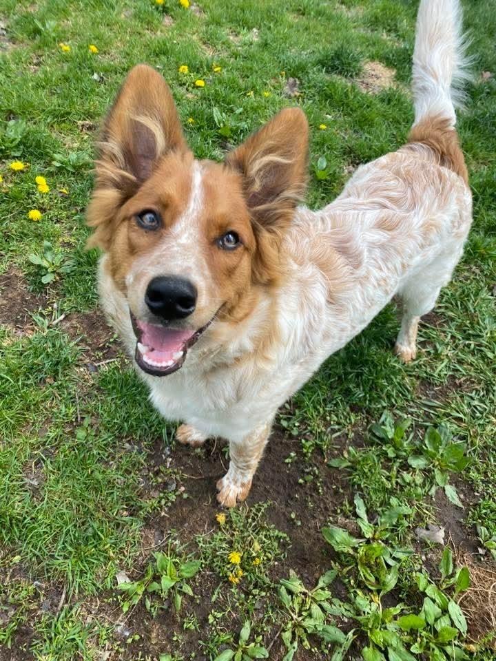 Auggie (Nickel), a Adoptable mixed breed in Wausau, WI image 5/6